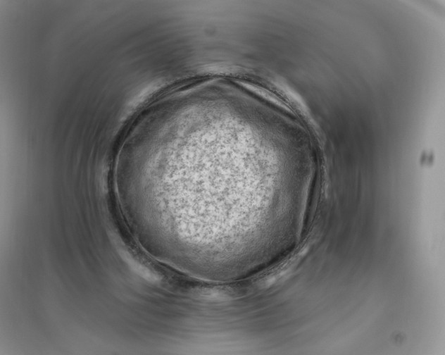 X0000096410106200802071703