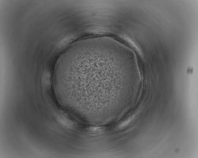 X0000096410117200802071703