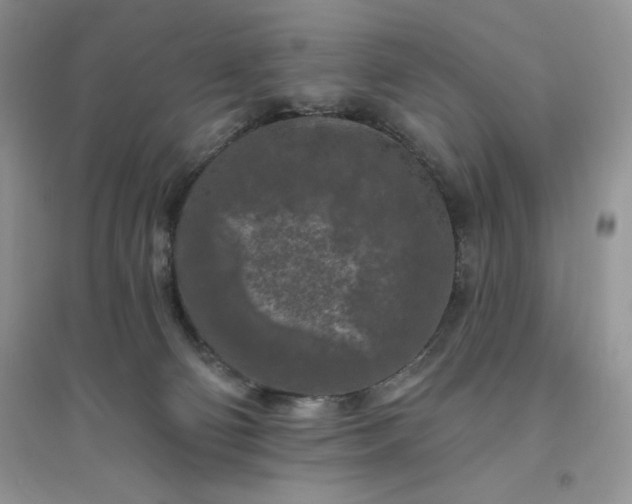 X0000096410130200802071703