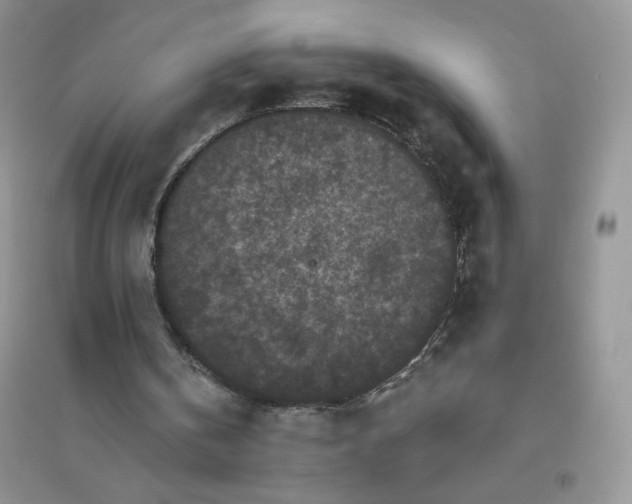 X0000096410146200802071702