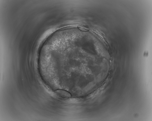 X0000096410149200802071702