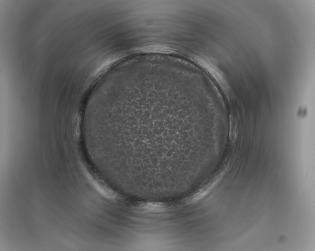 X0000096410157200802071702