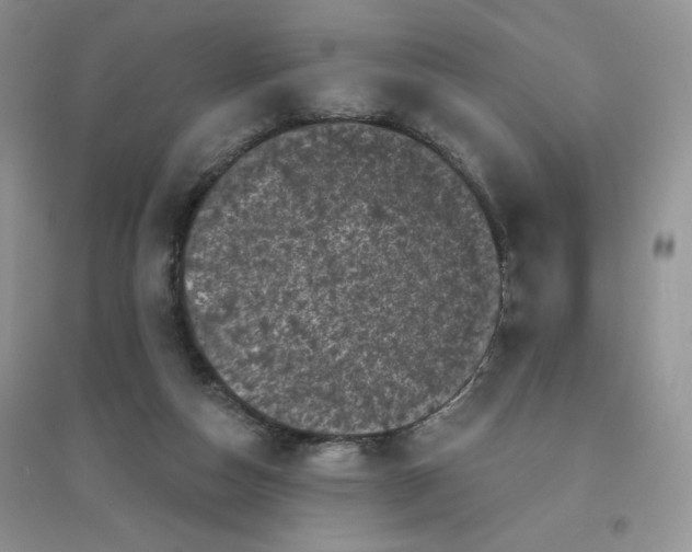 X0000096410162200802071702