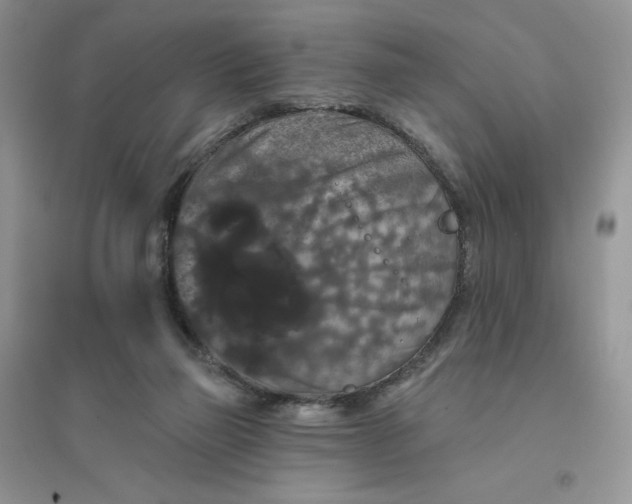 X0000096410165200802071702