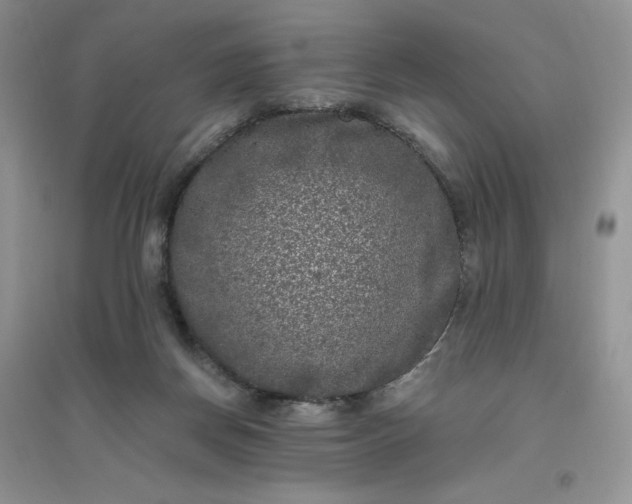 X0000096410166200802071702