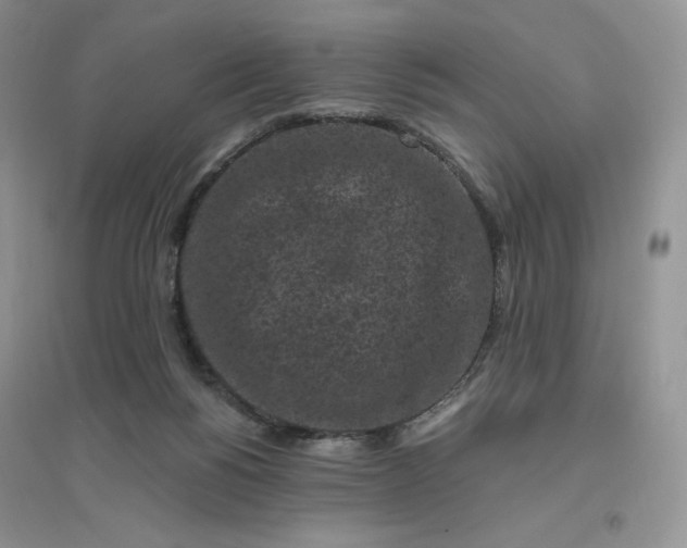 X0000096410168200802071702