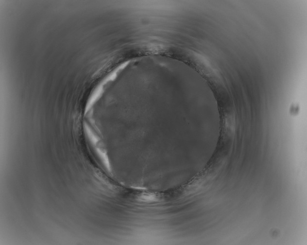 X0000096410177200802071702