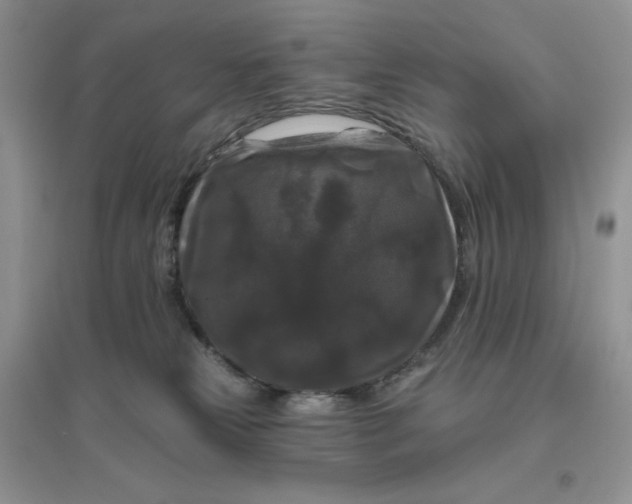 X0000096410181200802071702