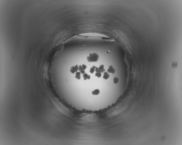 X0000096410185200802071702