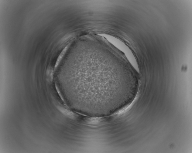 X0000096410191200802071702