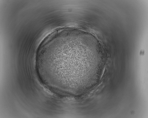 X0000096410194200802071702