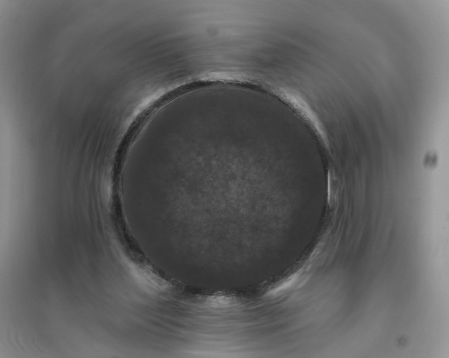 X0000096410204200802071702