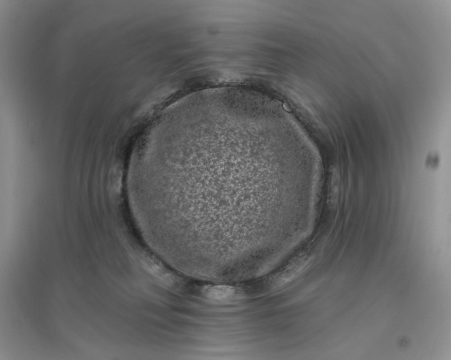 X0000096410230200802071701