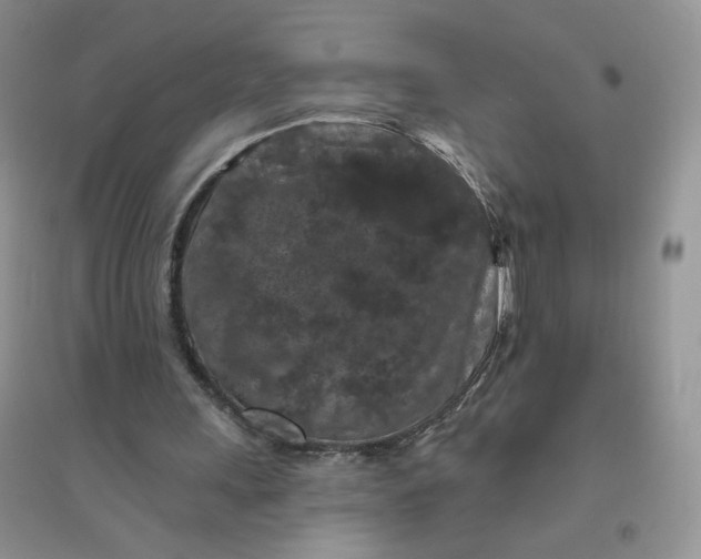 X0000096410243200802071700