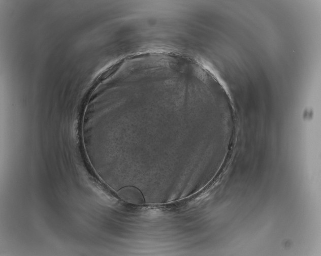 X0000096410249200802071700