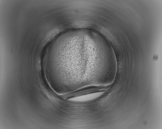 X0000096410254200802071701