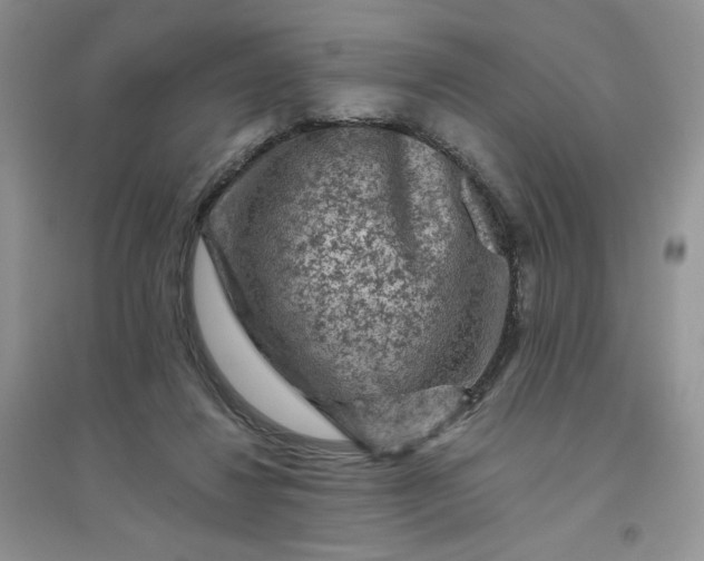 X0000096410260200802071701