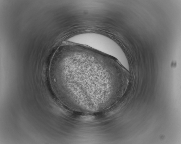 X0000096410266200802071701