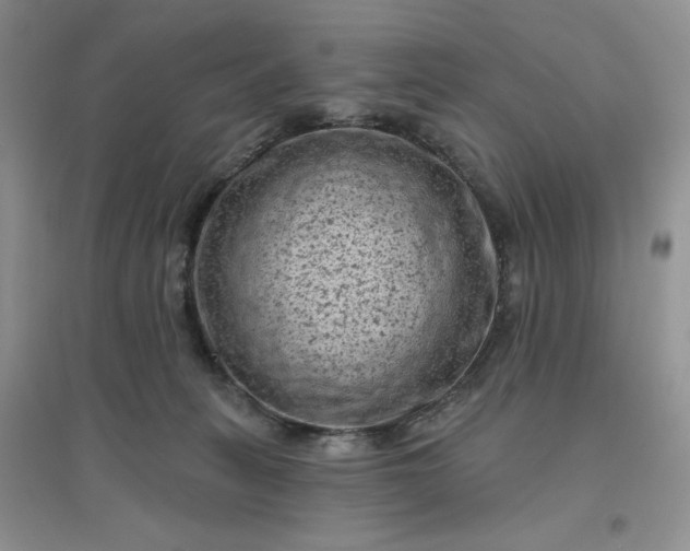 X0000096410275200802071701