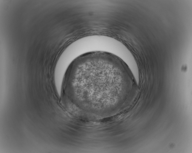 X0000096410276200802071701