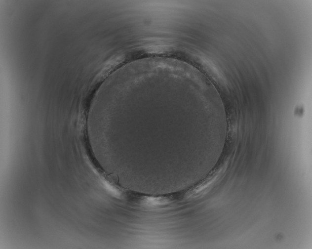 X0000096410277200802071701