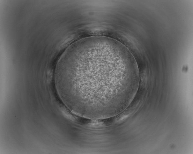 X0000096410278200802071701