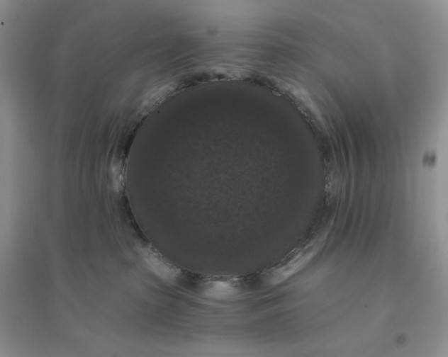 X0000096410285200802071701