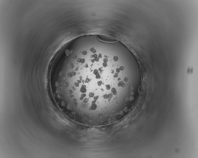 X0000096410290200802071700