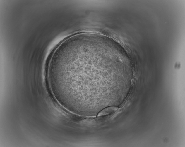 X0000096410294200802071700