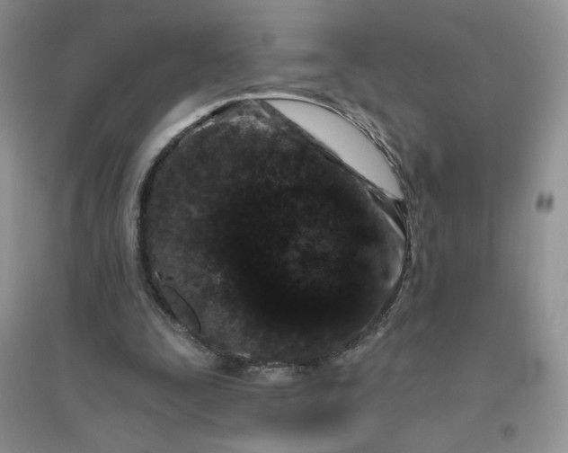 X0000096410295200802071700