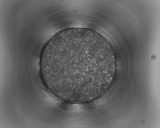 X0000096410302200802071700