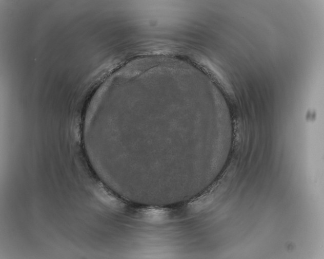 X0000096410313200802071700