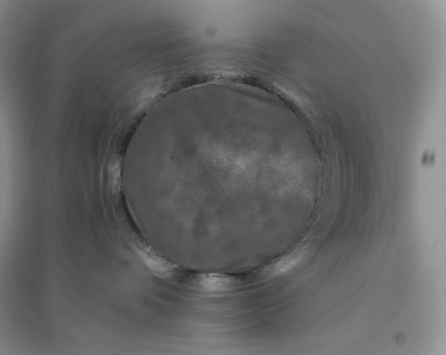 X0000096410336200802071700