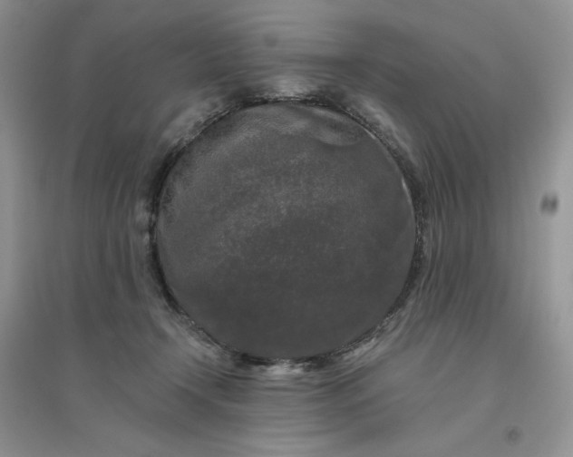 X0000096410366200802071659