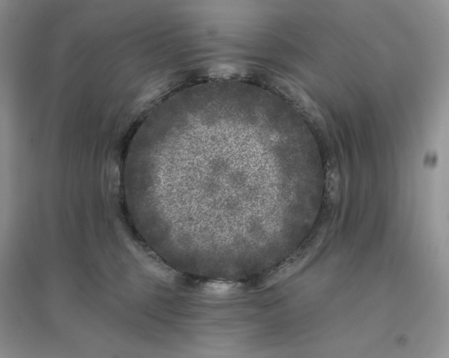 X0000096410375200802071700