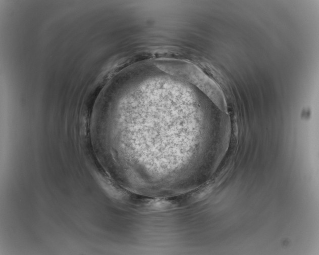 X0000096410379200802071700