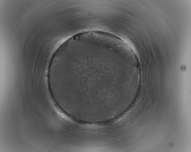 X0000096410389200802071659