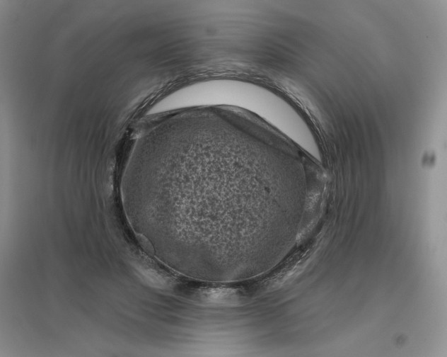 X0000096410501200802071657