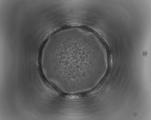 X0000096410512200802071657