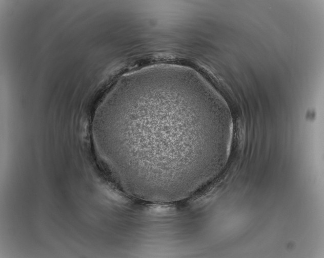 X0000096410619200802071656