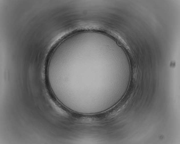 X0000096410629200802071655