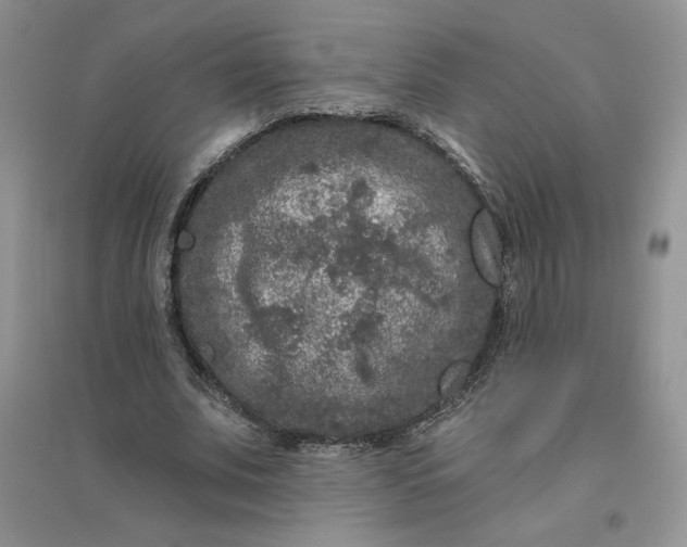 X0000096410679200802071655