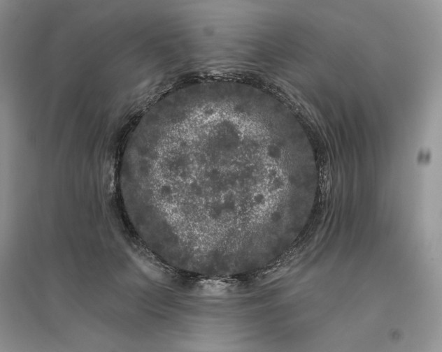 X0000096410703200802071655