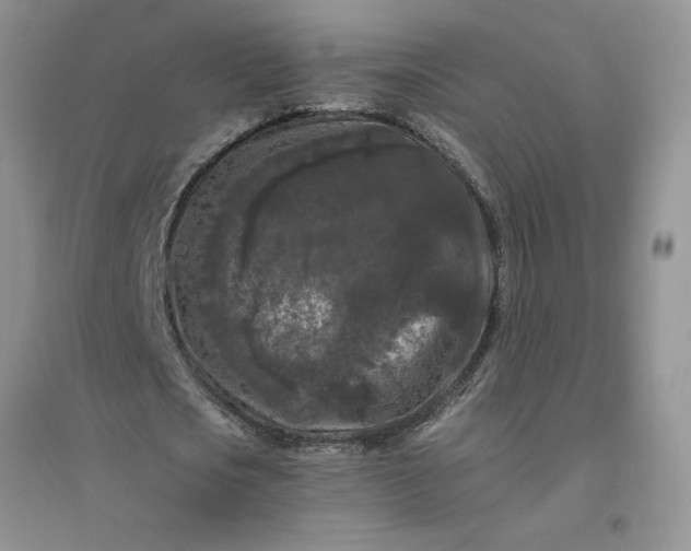 X0000096410721200802071654