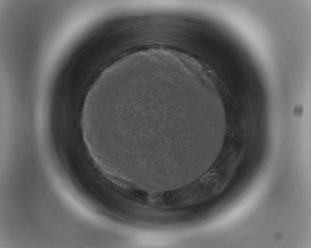 X0000096410766200802071654