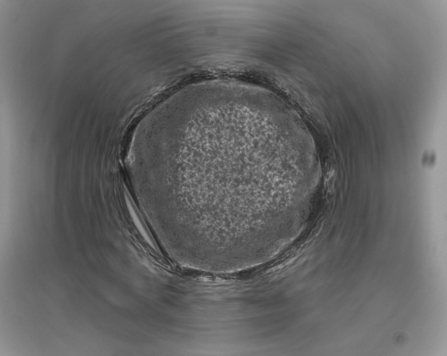 X0000096410772200802071654