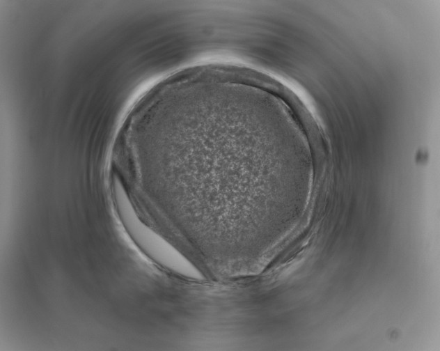 X0000096410815200802071653