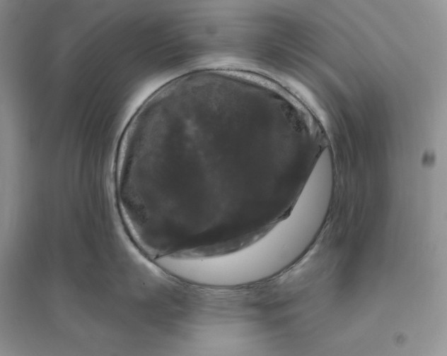 X0000096410863200802071653