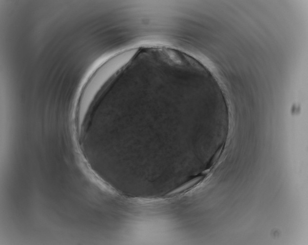 X0000096410864200802071653