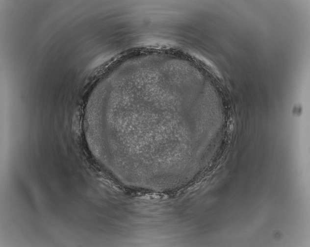 X0000096410869200802071652